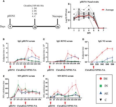 Respiratory and Intramuscular Immunization With ChAdOx2-NPM1-NA Induces Distinct Immune Responses in H1N1pdm09 Pre-Exposed Pigs